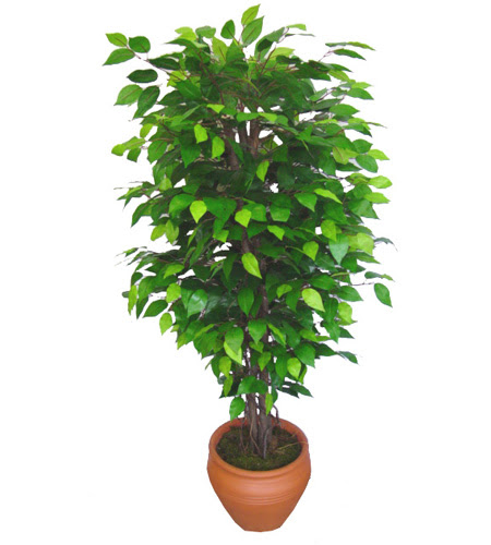 Ficus Benjamin 1,50 cm  Ankara Yenimahalle Akvaryum AVM iek yolla