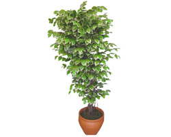 Ficus zel Starlight 1,75 cm  Ankara Yenimahalle Podium AVM  cicek , cicekci 