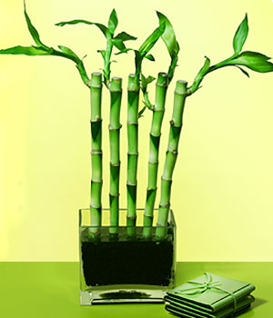 Ankara Yenimahalle Akvaryum AVM iek yolla Good Harmony Lucky Bamboo camda