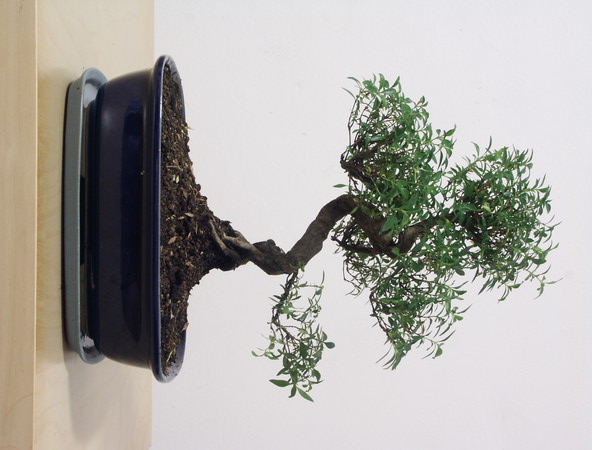 ithal bonsai saksi iegi Ankara ankaya Arcadium Alveri Merkezi AVM iek siparii