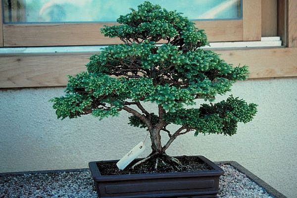 ithal bonsai saksi iegi Ankara Yenimahalle Atlantis alveri elence merkezi AVM iek siparii iekiler