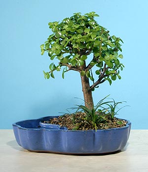 ithal bonsai saksi iegi Ankara ankaya Cepa Alveri Merkezi AVM iekiler