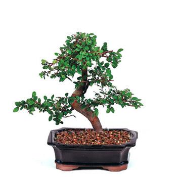 ithal bonsai saksi iegi Ankara ankaya Arcadium Alveri Merkezi AVM iek siparii