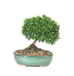 ithal bonsai saksi iegi Ankara Yenimahalle Acity Premium Outlet AVM cicekciler , cicek siparisi