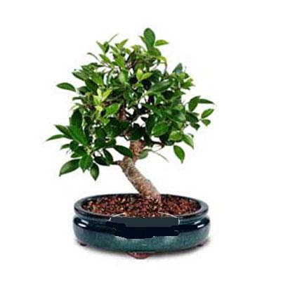 ithal bonsai saksi iegi Ankara ankaya Next Level AVM iek siparii sitesi