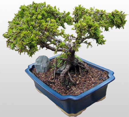 ithal bonsai saksi iegi Ankara ankaya Panora AVM ieki maazas