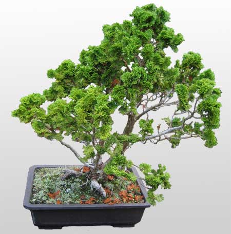 ithal bonsai saksi iegi Ankara Mamak Nata Vega AVM iekiler