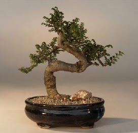 ithal bonsai saksi iegi Ankara Yenimahalle Atlantis alveri elence merkezi AVM iek siparii iekiler