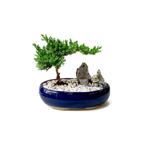 ithal bonsai saksi iegi Panora AVM Ankara iek gnderme