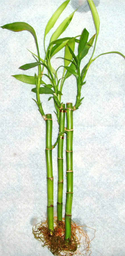 Lucky Bamboo 3 adet vazo hediye edilir  Ankara Yenimahalle Podium AVM  cicek , cicekci 