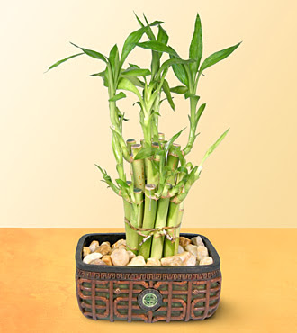 Lucky Bamboo  saksi iegi Ankara Yenimahalle Gordion Alveri Merkezi AVM online iek gnderme sipari