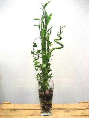 Lucky Bamboo sans melegi iegi Ankara Yenimahalle Podium AVM  cicek , cicekci 