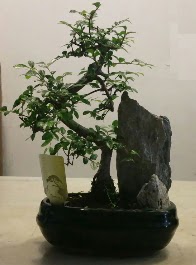  Bonsai Bitkisi  thal stoklar ile snrl son rnler