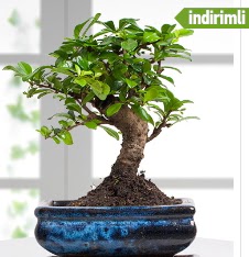 Bonsai japon aac Ankara ankaya Taurus AVM iekiler iek sat