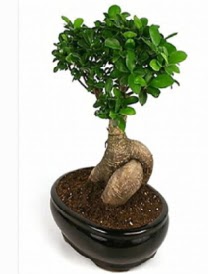 Bonsai saks bitkisi japon aac Ankara ankaya Next Level AVM iek siparii sitesi