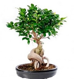 Bonsai Japon aac saks bitkisi Ankara Yenimahalle Atlantis alveri elence merkezi AVM iek siparii iekiler