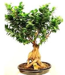 Bonsai Japon aac saks bitkisi Ankara ankaya Next Level AVM iek siparii sitesi