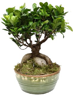 Japon aac bonsai saks bitkisi Ankara Mamak Nata Vega AVM iekiler