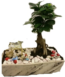 Japon aac bonsai sat Ankara Yenimahalle Akvaryum AVM iek yolla