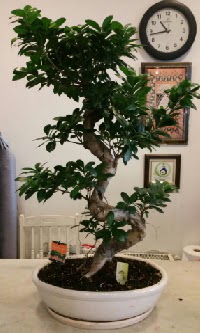 100 cm yksekliinde dev bonsai japon aac Ankara Mamak Nata Vega AVM iekiler