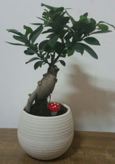 Bonsai japon aac saks iei Ankara FTZ Alveri merkezi AVM iekiler iek gnder