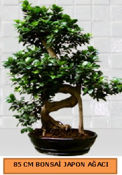 85 CM Japon aac Bonsai saks bitkisi Ankara ankaya Karum i ve alveri merkezi AVM ucuz iek gnder