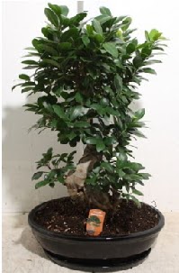 75 CM Ginseng bonsai Japon aac Ankara Keiren Forum Outlet AVM ieki iek siparii