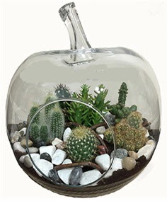 Terrarium tanzim elma camda 5 kakts Ankara ankaya Next Level AVM iek siparii sitesi