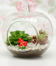 Kk elma terrarium 3 kakts Ankara Yenimahalle Gordion Alveri Merkezi AVM online iek gnderme sipari