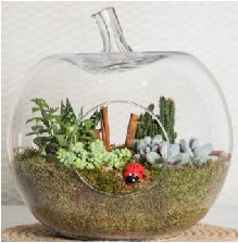 Elma terrarium orta boy 4 kakts Ankara ankaya Next Level AVM iek siparii sitesi