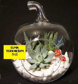 5 kaktsl Elma terrarium orta boy Ankara Yenimahalle Gordion Alveri Merkezi AVM online iek gnderme sipari