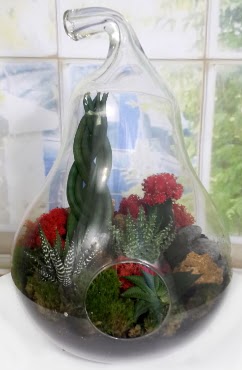 5 adet kakts orta boy armut terrarium Ankara ankaya Next Level AVM iek siparii sitesi