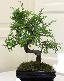 Bonsai saks iei Ankara Yenimahalle Atlantis alveri elence merkezi AVM iek siparii iekiler