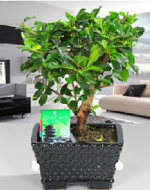 Bonsai japon aac saks bitkisi Ankara ankaya Taurus AVM iekiler iek sat