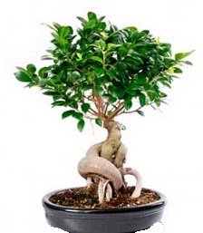 Bonsai japon aac seramik iinde Ankara ankaya Cepa Alveri Merkezi AVM iekiler