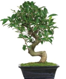 Bonsai saks bitkisi japon aac Ankara ankaya Arcadium Alveri Merkezi AVM iek siparii