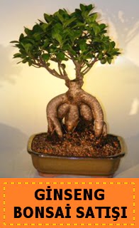 Ginseng bonsai sat japon aac Ankara Yenimahalle Podium AVM  cicek , cicekci 