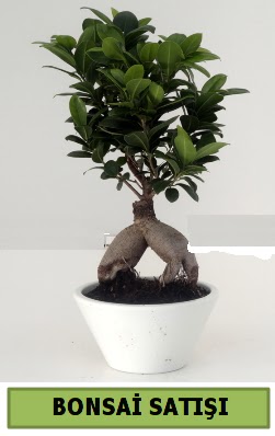 Bonsai japon aac sat Ankara Eryaman Gksu AVM iek servisi , ieki adresleri