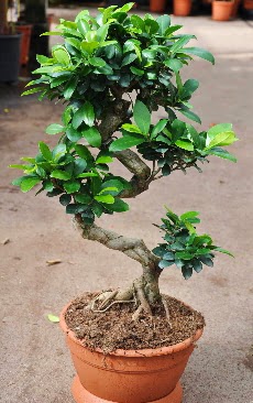 Orta boy bonsai saks bitkisi Ankara ankaya Kentpark Alveri Merkezi AVM iekiler