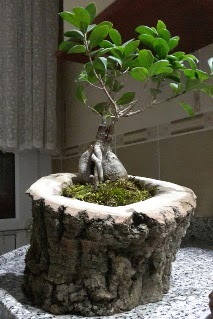 Ahap ktk ierisinde ginseng bonsai Ankara ankaya Kentpark Alveri Merkezi AVM iekiler