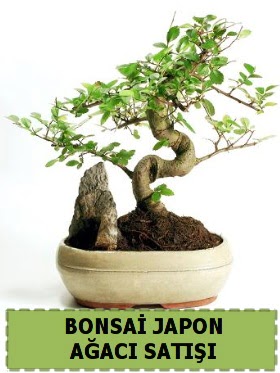 Bonsai japon  aac sat Minyatr thal Ankara ankaya Kentpark Alveri Merkezi AVM iekiler