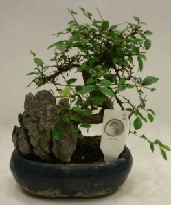 thal 1.ci kalite bonsai japon aac Ankara ankaya Taurus AVM iekiler iek sat