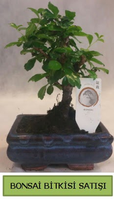 Bonsai ithal grsel minyatr japon aac Ankara ankaya Karum i ve alveri merkezi AVM ucuz iek gnder