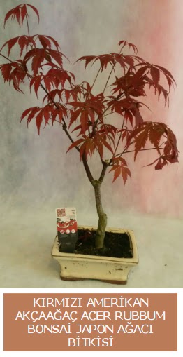 Amerikan akaaa Acer Rubrum bonsai Ankara Etimesgut Optimum AVM ieki adresleri telefonlar