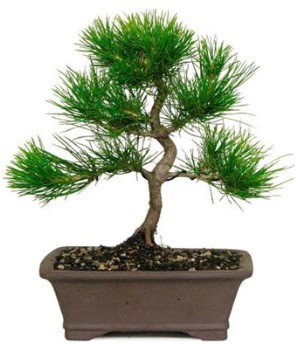 Bonsai am aac japon aac bitkisi Ankara ATG Ankara Tren Gar AVM iek sat