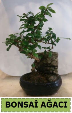 Bonsai aac japon aac sat Ankara Keiren Forum Outlet AVM ieki iek siparii