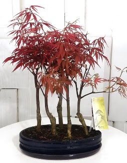 5 adet japon akaaa bonsai iei Ankara ankaya Taurus AVM iekiler iek sat