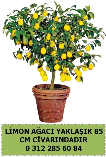 Limon aac bitkisi Ankara ankaya Taurus AVM iekiler iek sat