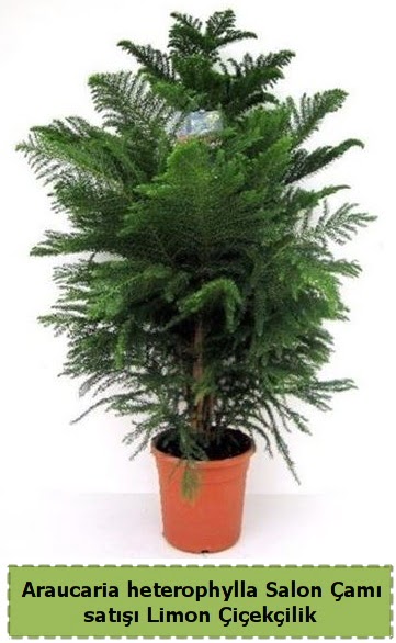 Salon am Sat Araucaria heterophylla Ankara ankaya Taurus AVM iekiler iek sat