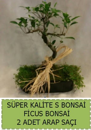 Ficus S Bonsai ve arap sa Ankara ankaya Ankamall AVM ieki telefonlar